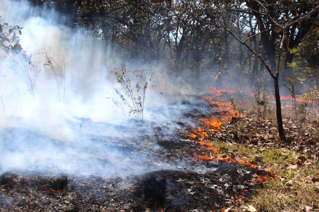 Chiapas en 7 lugar nacional con menos daños en las áreas verdes El