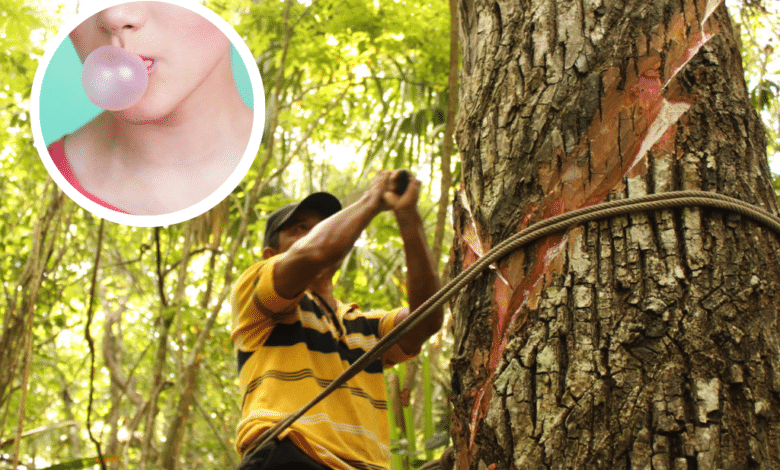 El chicle Un legado mexicano que conquistó el mundo El Momento Chiapas