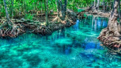 Emergencia global: La amenaza que enfrentan tres cuartas partes de los manglares del mundo