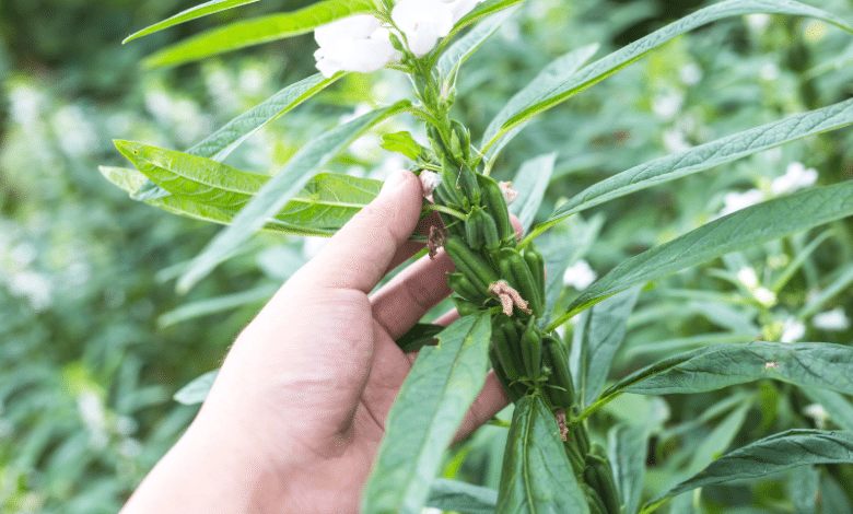 Escasez de grano de ajonjolí preocupa a productores de Chiapas