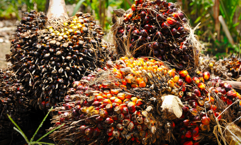 Productores de palma de aceite buscan ayuda para procesar el producto