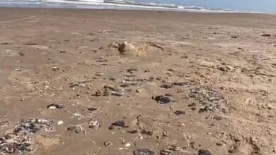 Confirman presencia de crudo en playas de Matamoros 