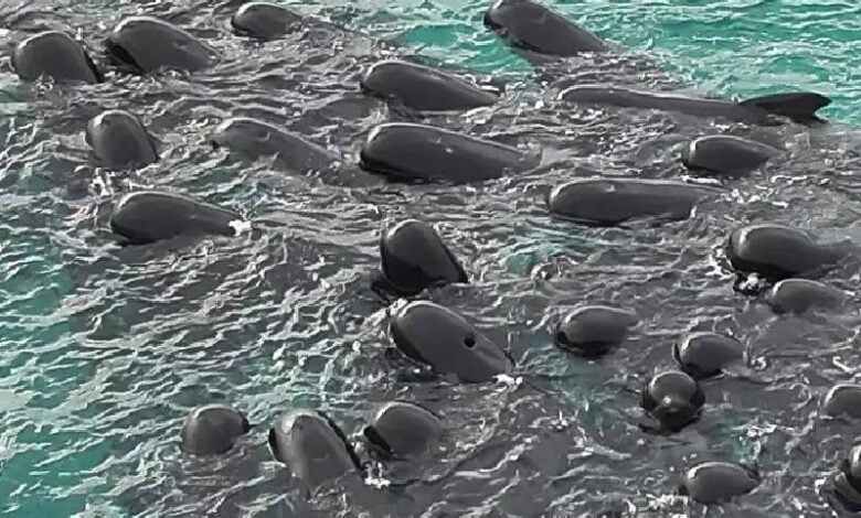 Fallecen 51 ballenas que quedaron varadas en una playa de Australia 