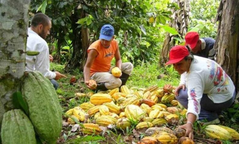 La producción de cacao en Soconusco va de mal en peor