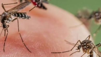 Se reúnen autoridades para combatir el dengue en Chiapas