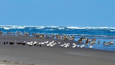 ¿De vacaciones_ Cofepris reporta las 14 playas de México con altos niveles de bacterias fecales