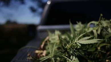 Ohio incluiría legalización del cannabis como una cuestión votable en la boleta electoral