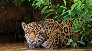 Pobladores le quitan la vida a jaguar por comerse a becerros 