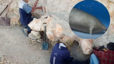 Encuentran restos de la ballena mas grande del mundo