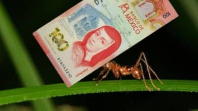 Convierte tus gastos hormiga en inversiones, según Condusef esta es la estrategia 