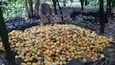 Contrabando de cacao un riesgo sanitario en Chiapas 
