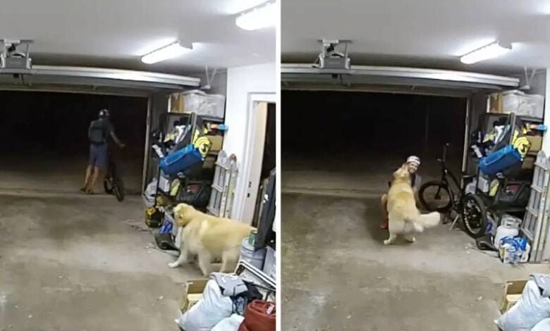 Ratero entra a robar una casa y se hace amigo del perro guardian