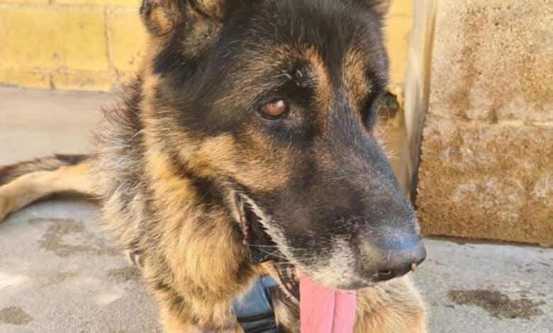 Perros abandonados Tabasco.