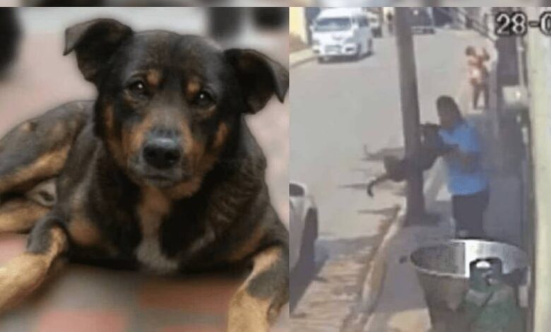 Dictan sentencia a ex policía que asesinó al perrito "Scooby"