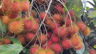 Rambután.