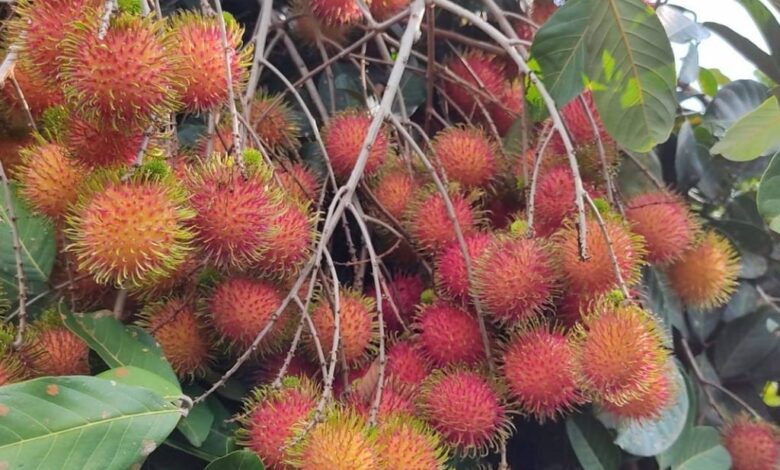 Rambután.