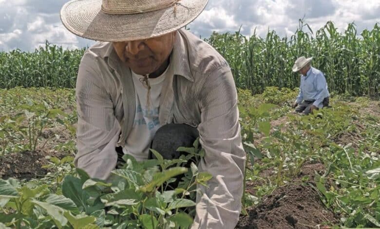 Agricultores chiapas.