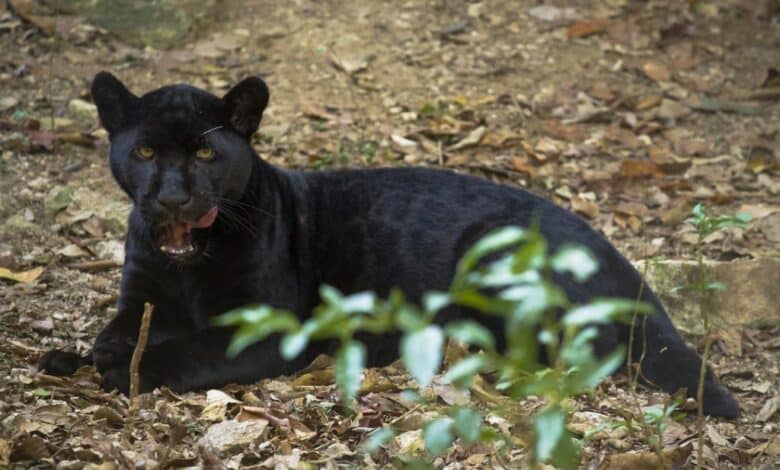 Jaguar negro.