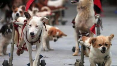 Perritos discapacidad.