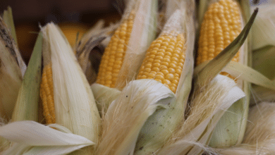Rescatan el cultivo de maíz en la región del Soconusco