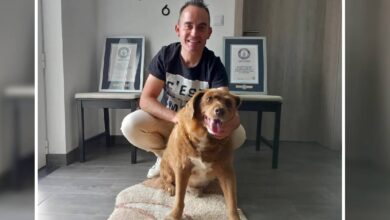 Bobi el perro más longevo del mundo pierde su Récord Guinness por controversia