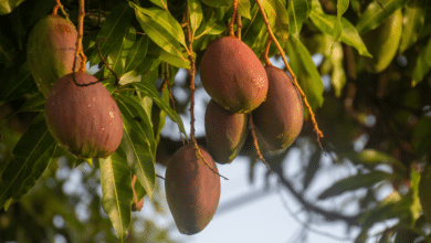 Clima afecta la producción de mango en el Soconusco