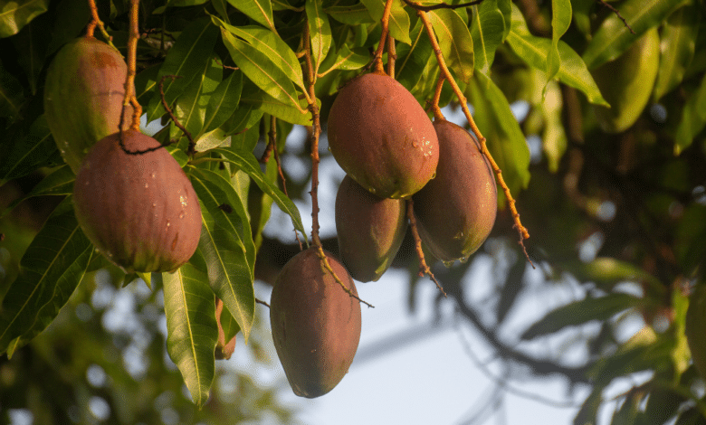 Clima afecta la producción de mango en el Soconusco