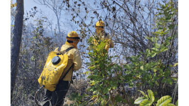 Se registra el primer incendio forestar en el Cañón del sumidero en Chiapa de Corzo