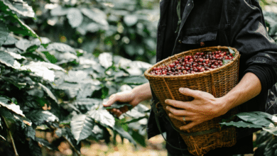 Empresarios de Francia muestra interés por el café de Chiapas