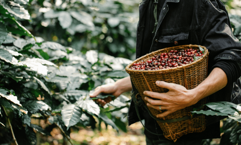 Empresarios de Francia muestra interés por el café de Chiapas