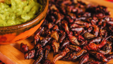 Explorando la tradición y sabor de los chapulines de Oaxaca