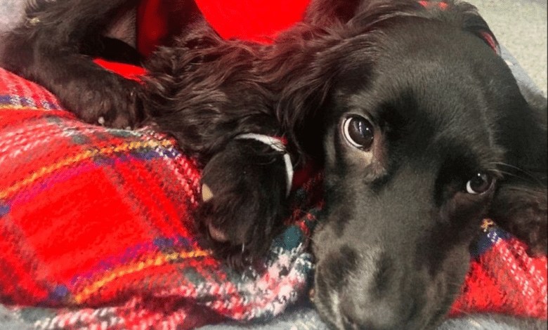 Perrita.