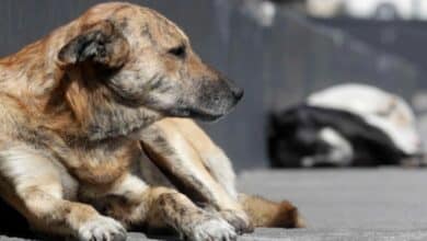 Perro de la calle.