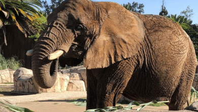 Tabasco ‘levanta la mano’ para traer a la elefanta ‘Ely’ al Yumka