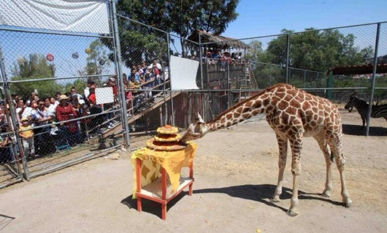 Jirafa Guga murió en parque ecológico de Ecatepec