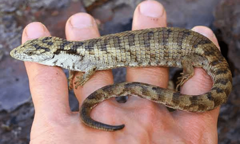 Científicos de EU y México estudian nueva especie de lagartija en Chiapas