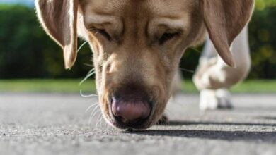 Los perros detectan calor a través del olfato, según investigadores