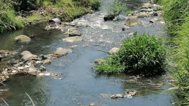 Los ríos de la costa de Chiapas están muy contaminados Conagua