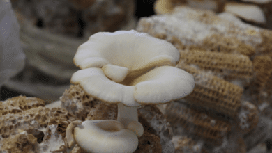 Peligro y potencial Chiapas cuenta con 50 mil especies de hongos