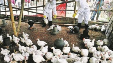Detectan por primera vez virus de la gripe aviar en la Antártida