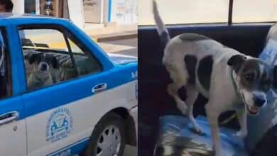 Max: El perrito viral que toma taxi para volver a su casa