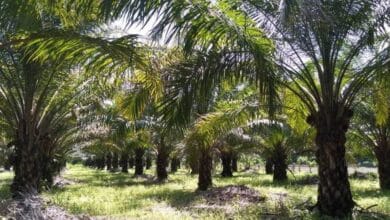 Disminuye producción de palma de aceite en la costa chiapaneca