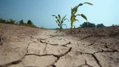 Aumenta el número de municipios con sequía en Chiapas