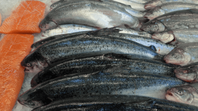 Disminuye la venta de mariscos en la costa del Soconusco