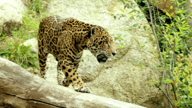 Lanzan app para evitar el tráfico del jaguar en Chiapas