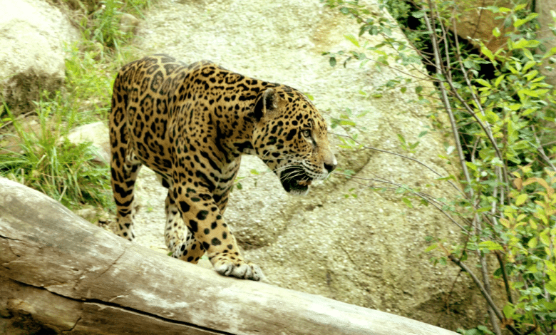 Lanzan app para evitar el tráfico del jaguar en Chiapas