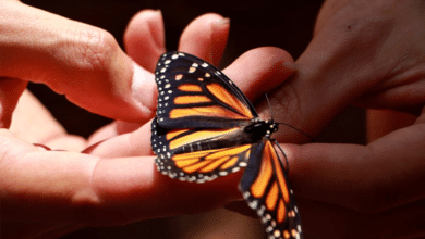 Por primera vez, liberan mariposas monarcas en Tuxtla Gutiérrez