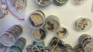 Aseguran en Aduana de Ciudad Juárez 90 especies exóticas