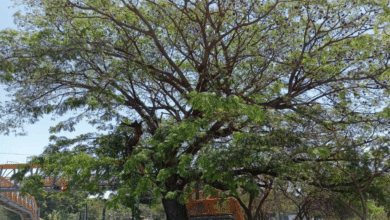 Guancastle el árbol patrimonio de Tuxtla recibe mantenimiento