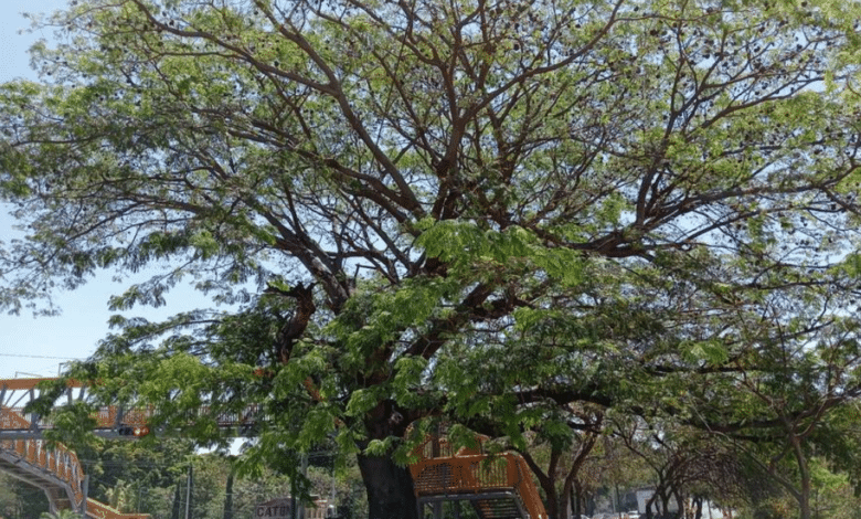 Guancastle el árbol patrimonio de Tuxtla recibe mantenimiento